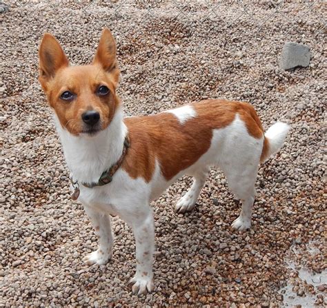 podenco portugués|Portuguese Podengo